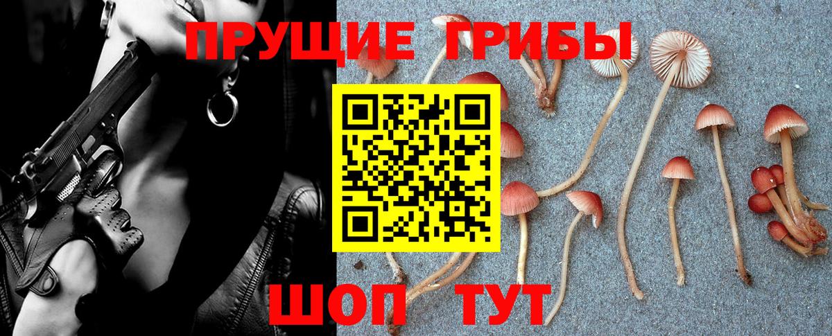 Псилоцибиновые грибы Psilocybe Мурманск